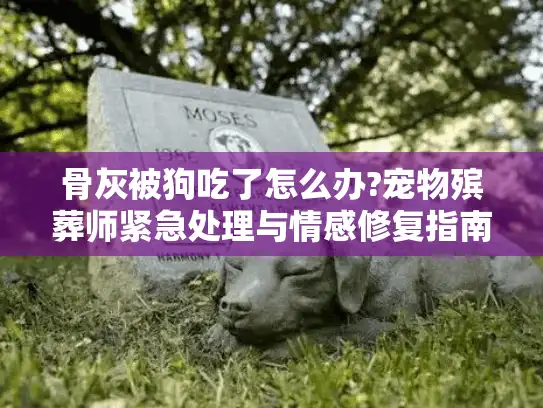 骨灰被狗吃了怎么办?宠物殡葬师紧急处理与情感修复指南