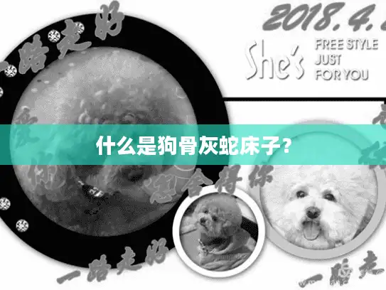 什么是狗骨灰蛇床子？