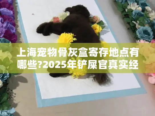 上海宠物骨灰盒寄存地点有哪些?2025年铲屎官真实经验谈