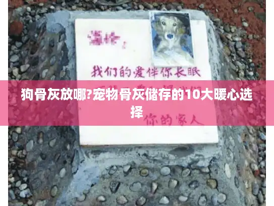 狗骨灰放哪?宠物骨灰储存的10大暖心选择