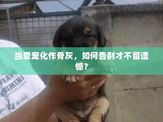 当爱宠化作骨灰，如何告别才不留遗憾？