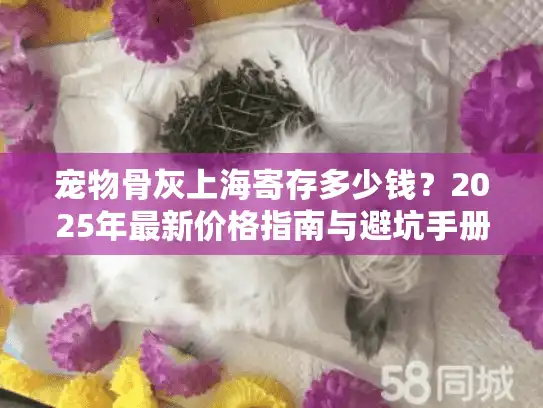 宠物骨灰上海寄存多少钱？2025年最新价格指南与避坑手册