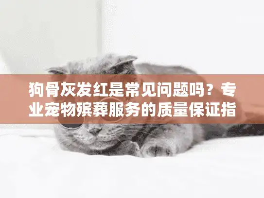 狗骨灰发红是常见问题吗？专业宠物殡葬服务的质量保证指南