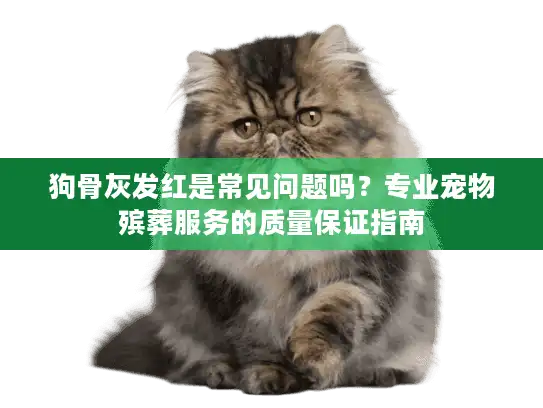 狗骨灰发红是常见问题吗？专业宠物殡葬服务的质量保证指南