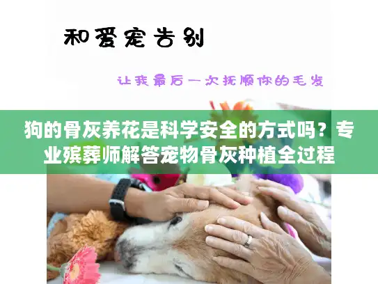 狗的骨灰养花是科学安全的方式吗？专业殡葬师解答宠物骨灰种植全过程