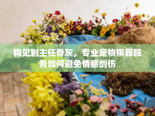 狗见到主任骨灰，专业宠物殡葬服务如何避免情感创伤