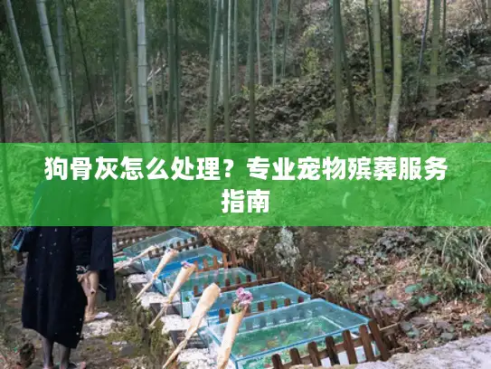 狗骨灰怎么处理？专业宠物殡葬服务指南