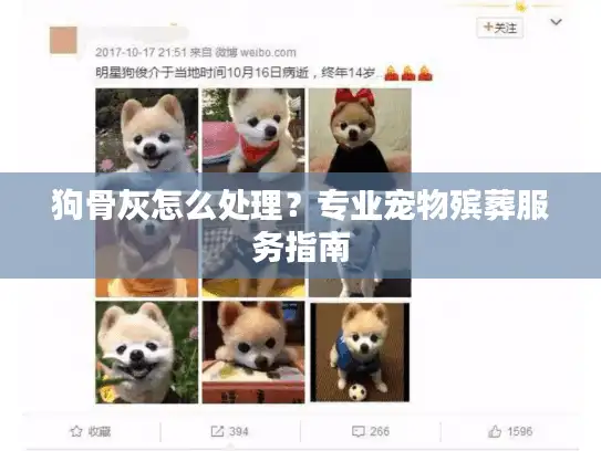 狗骨灰怎么处理？专业宠物殡葬服务指南