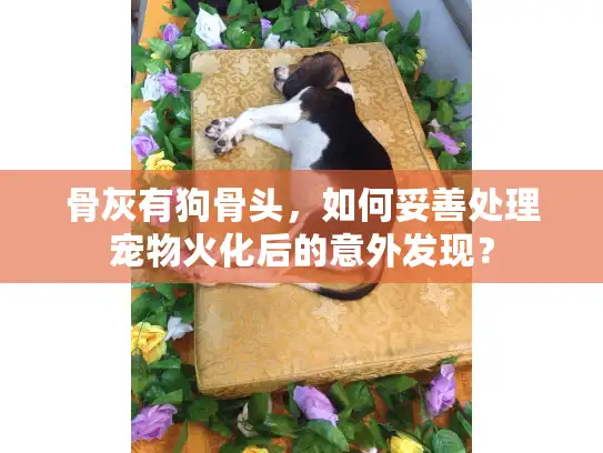 骨灰有狗骨头，如何妥善处理宠物火化后的意外发现？