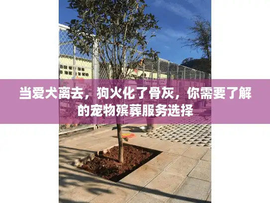 当爱犬离去，狗火化了骨灰，你需要了解的宠物殡葬服务选择