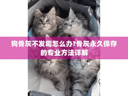 狗骨灰不发霉怎么办?骨灰永久保存的专业方法详解