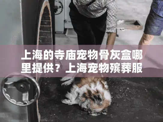 上海的寺庙宠物骨灰盒哪里提供？上海宠物殡葬服务全指南