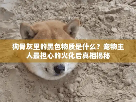 狗骨灰里的黑色物质是什么？宠物主人最担心的火化后真相揭秘