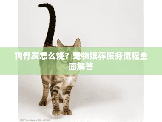 狗骨灰怎么烧？宠物殡葬服务流程全面解答