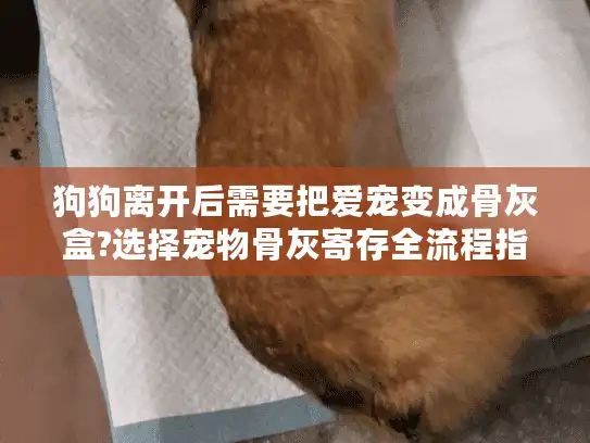 狗狗离开后需要把爱宠变成骨灰盒?选择宠物骨灰寄存全流程指南