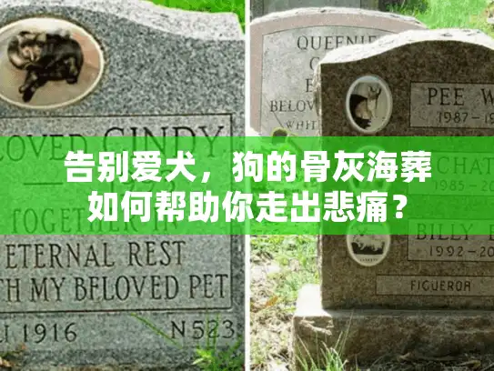 告别爱犬，狗的骨灰海葬如何帮助你走出悲痛？