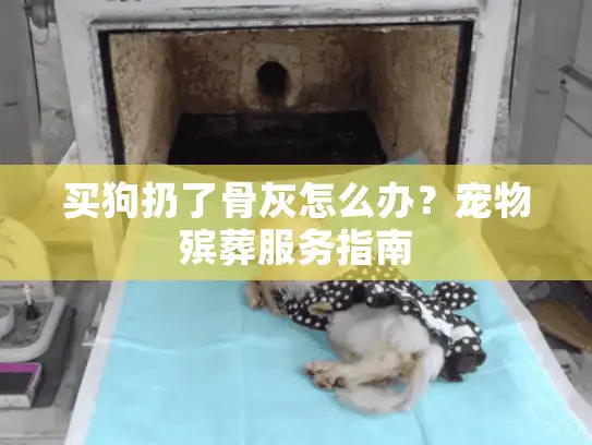 买狗扔了骨灰怎么办？宠物殡葬服务指南