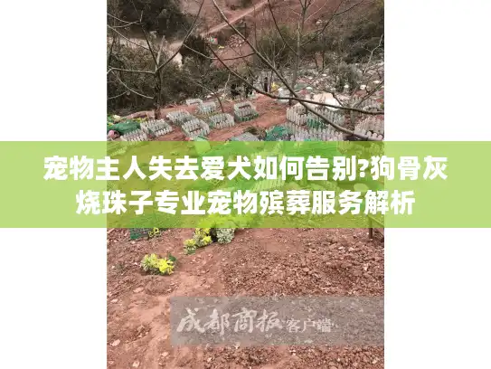 宠物主人失去爱犬如何告别?狗骨灰烧珠子专业宠物殡葬服务解析