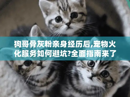 狗哥骨灰粉亲身经历后,宠物火化服务如何避坑?全面指南来了