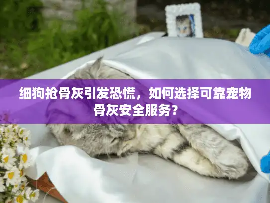 细狗抢骨灰引发恐慌，如何选择可靠宠物骨灰安全服务？