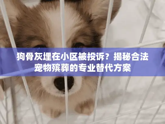 狗骨灰埋在小区被投诉？揭秘合法宠物殡葬的专业替代方案