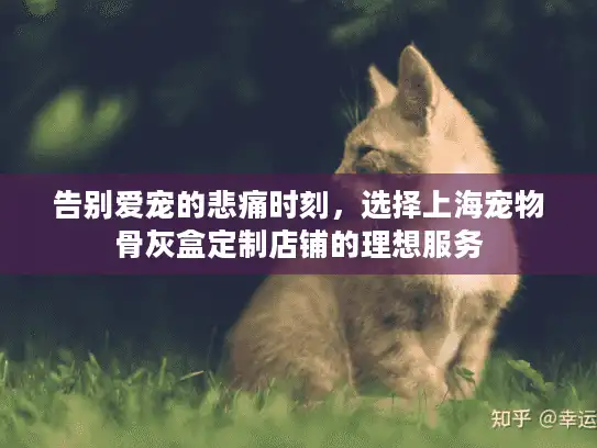 告别爱宠的悲痛时刻，选择上海宠物骨灰盒定制店铺的理想服务