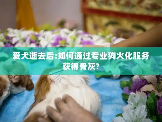 爱犬逝去后:如何通过专业狗火化服务获得骨灰?