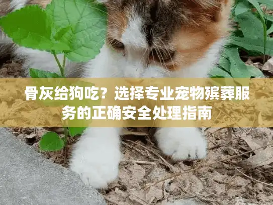 骨灰给狗吃？选择专业宠物殡葬服务的正确安全处理指南
