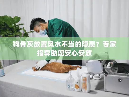 狗骨灰放置风水不当的隐患？专家指导助您安心安放