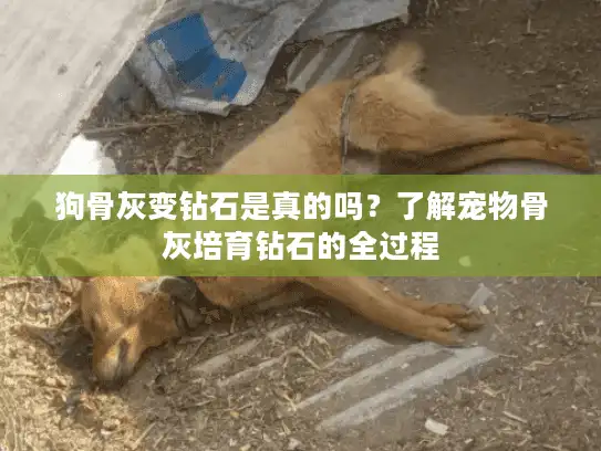 狗骨灰变钻石是真的吗？了解宠物骨灰培育钻石的全过程