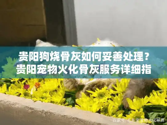 贵阳狗烧骨灰如何妥善处理？贵阳宠物火化骨灰服务详细指南