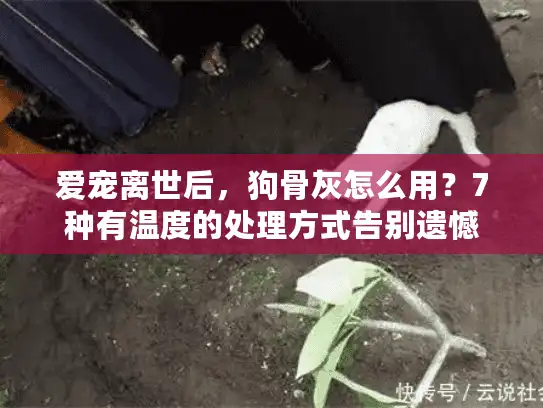 爱宠离世后，狗骨灰怎么用？7种有温度的处理方式告别遗憾