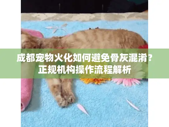 成都宠物火化如何避免骨灰混淆？正规机构操作流程解析