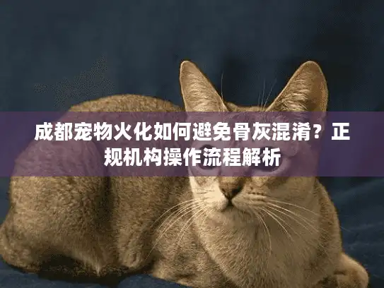 成都宠物火化如何避免骨灰混淆？正规机构操作流程解析