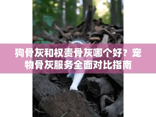 狗骨灰和权贵骨灰哪个好？宠物骨灰服务全面对比指南