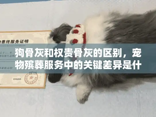 狗骨灰和权贵骨灰的区别，宠物殡葬服务中的关键差异是什么？