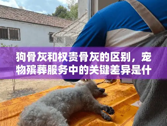 狗骨灰和权贵骨灰的区别，宠物殡葬服务中的关键差异是什么？