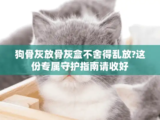 狗骨灰放骨灰盒不舍得乱放?这份专属守护指南请收好