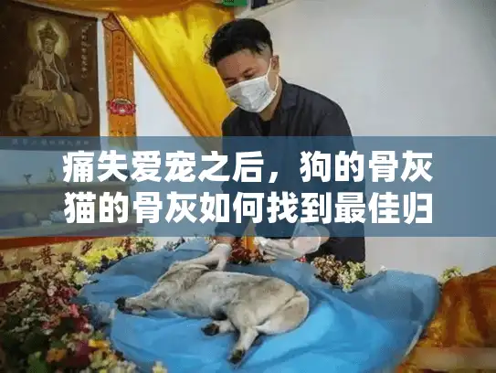 痛失爱宠之后，狗的骨灰猫的骨灰如何找到最佳归宿？