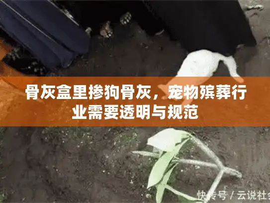 骨灰盒里掺狗骨灰，宠物殡葬行业需要透明与规范