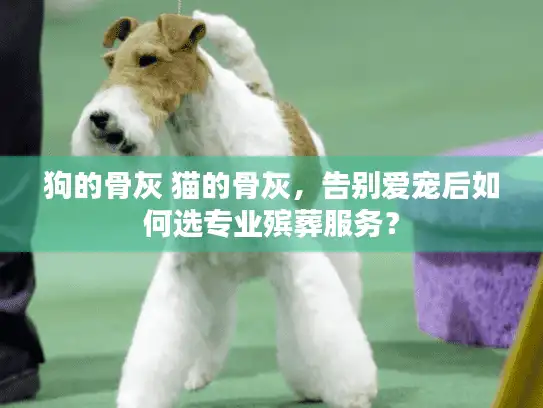 狗的骨灰 猫的骨灰，告别爱宠后如何选专业殡葬服务？