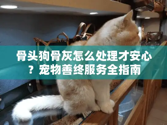 骨头狗骨灰怎么处理才安心？宠物善终服务全指南