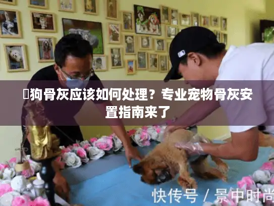貓狗骨灰应该如何处理？专业宠物骨灰安置指南来了