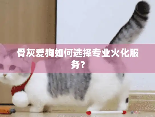 骨灰爱狗如何选择专业火化服务？