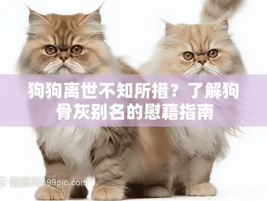 狗狗离世不知所措？了解狗骨灰别名的慰藉指南