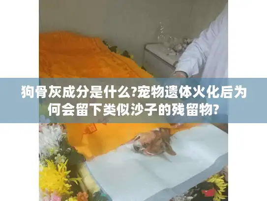 狗骨灰成分是什么?宠物遗体火化后为何会留下类似沙子的残留物?