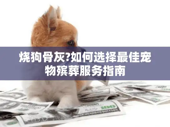 烧狗骨灰?如何选择最佳宠物殡葬服务指南