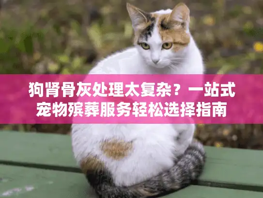 狗肾骨灰处理太复杂？一站式宠物殡葬服务轻松选择指南