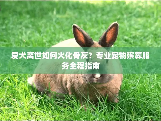 爱犬离世如何火化骨灰？专业宠物殡葬服务全程指南