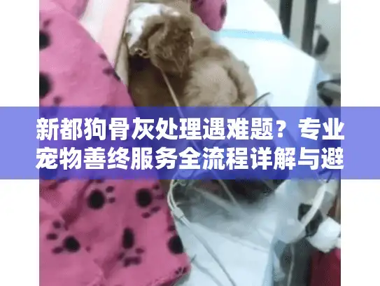 新都狗骨灰处理遇难题？专业宠物善终服务全流程详解与避坑指南